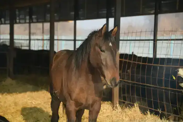 Государственная поддержка способствует развитию животноводства в области Жетісу