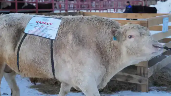 Генетика животных: от коров до суперпродуктов!