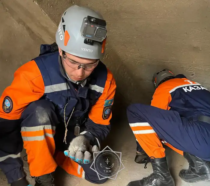 Спасение животных в России: более 400 жизней