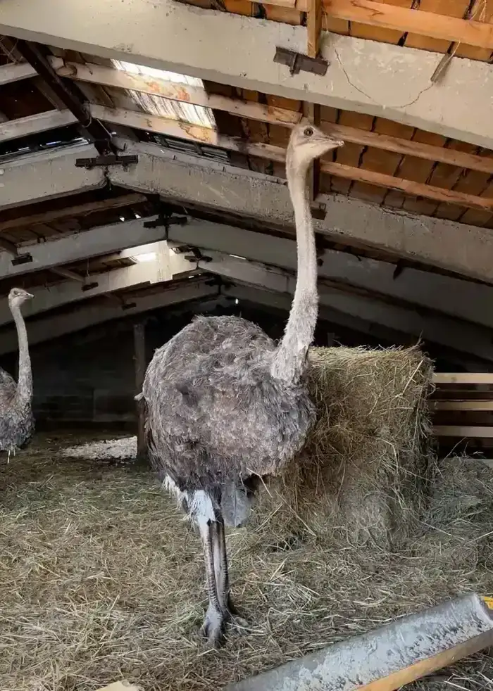 Семейная поддержка как фактор развития сельского предпринимательства: пример страусоводства в Восточно-Казахстанской области