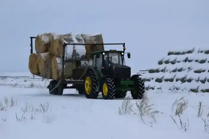 ТОО «Свободное» наращивает поголовье КРС в Сандыктауском районе до 3000 голов к 2028 году