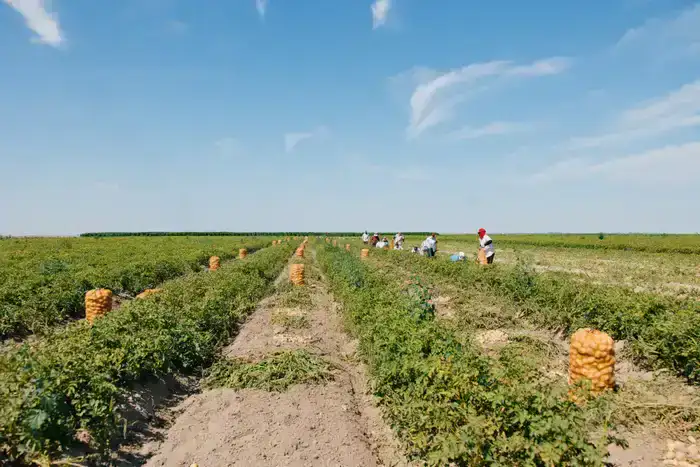 К весенне-полевым работам в Атырауской области задействуют 780 единиц сельхозтехники (3)