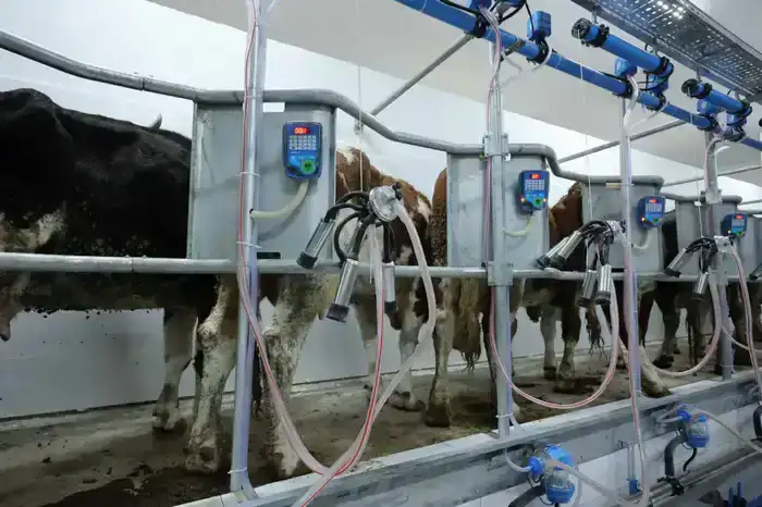 Ербол Карашукеев ознакомился с развитием сельского хозяйства в Байзакском районе (9)