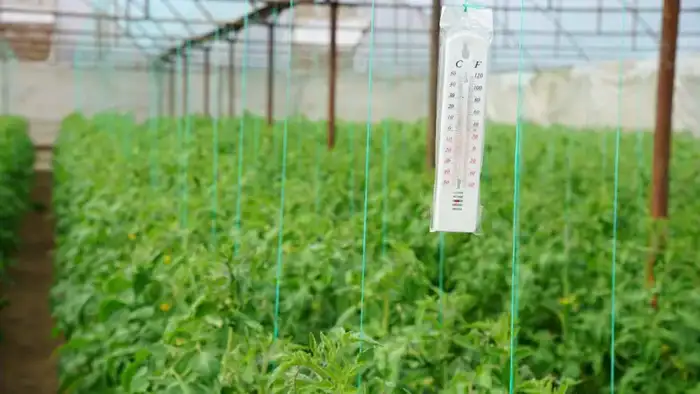 Инновационные методы опыления в теплицах способствуют экономическому развитию Ордабасинского района