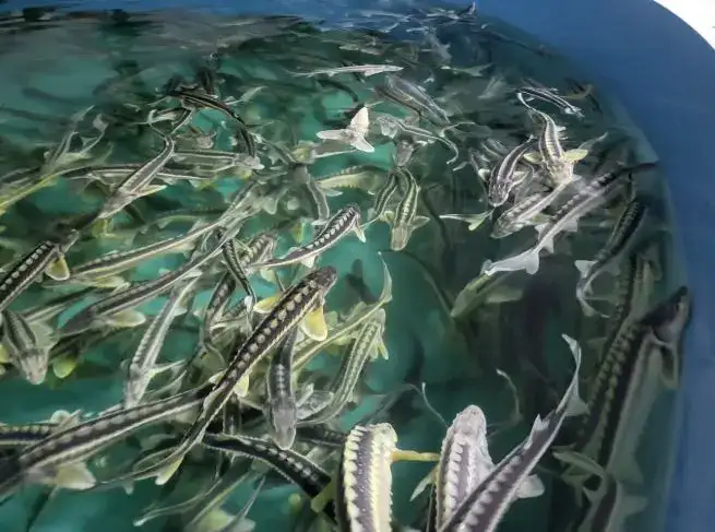 Новая информационная система аквакультуры улучшит прозрачность и качество рыболовства с 2027 года