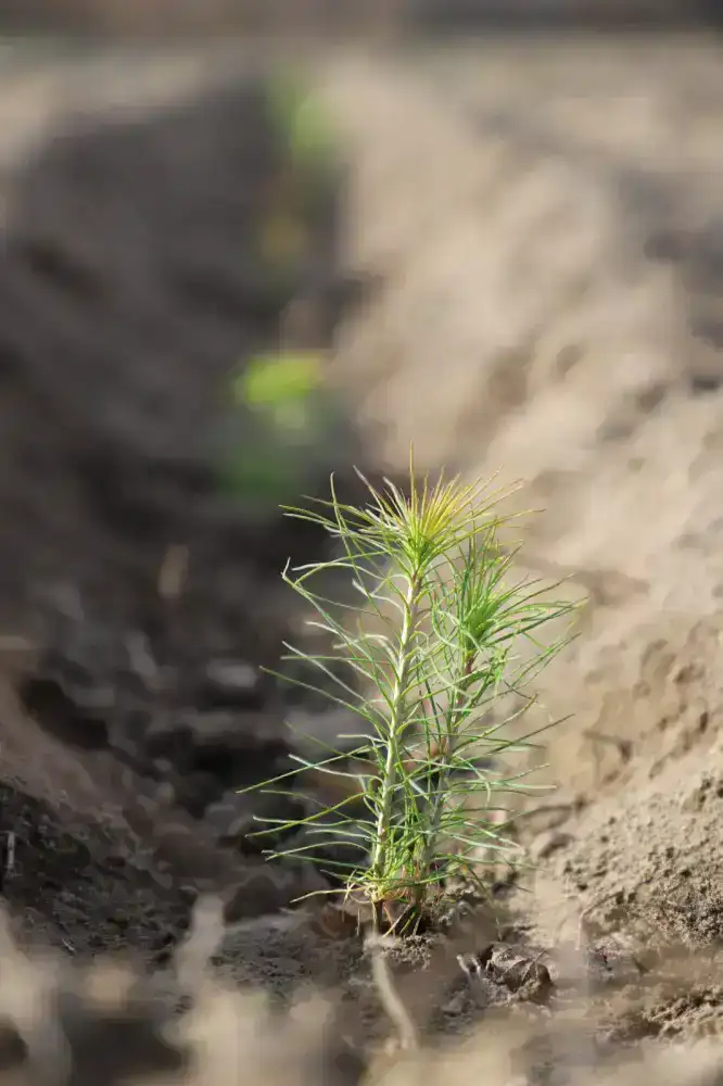 12 зеленых зон благоустроят в Жетісу в рамках «Таза Қазақстан» (6)