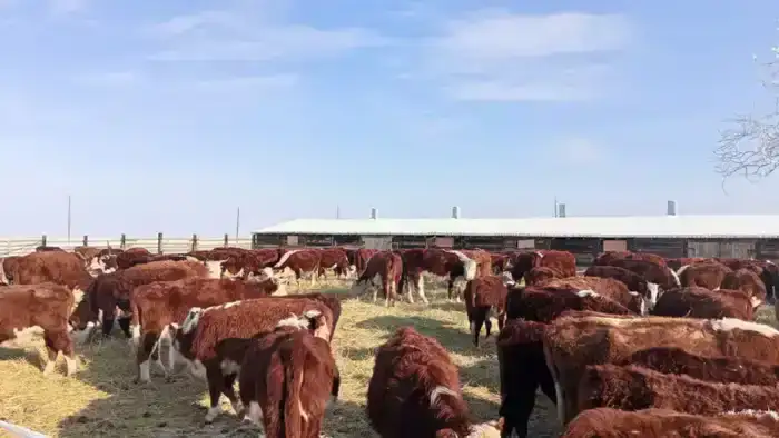 В Аксуатском районе увеличивается число племенных хозяйств до 112 в 2025 году