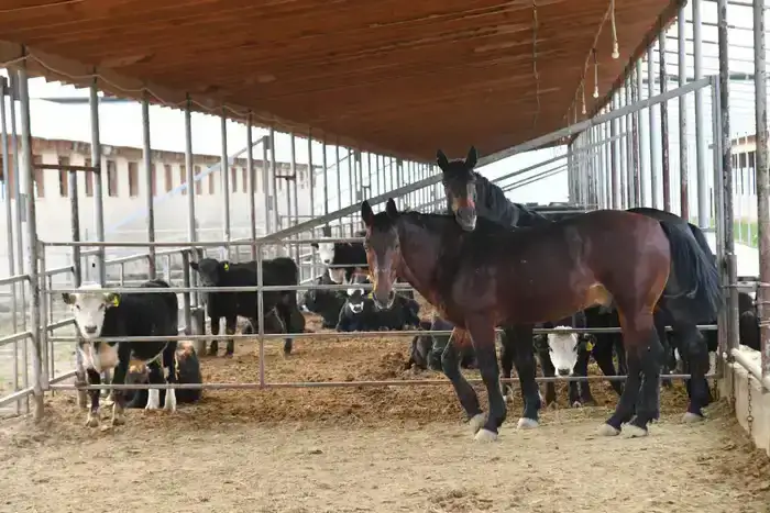 ТУРКЕСТАНСКАЯ ОБЛАСТЬ ЭКСПОРТИРОВАЛА ЗА РУБЕЖ БОЛЕЕ 60 ТЫСЯЧ ТОНН МЯСА, СТАВ ЛИДЕРОМ В РЕСПУБЛИКЕ (6)
