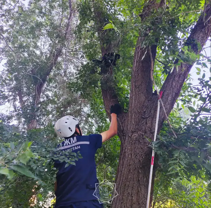 В 2025 году спасатели МЧС спасли более 400 животных по всей стране (8)