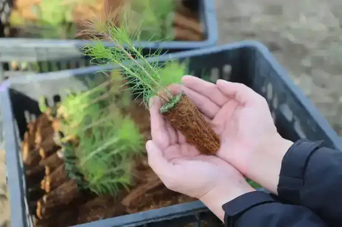 12 зеленых зон благоустроят в Жетісу в рамках «Таза Қазақстан» (5)