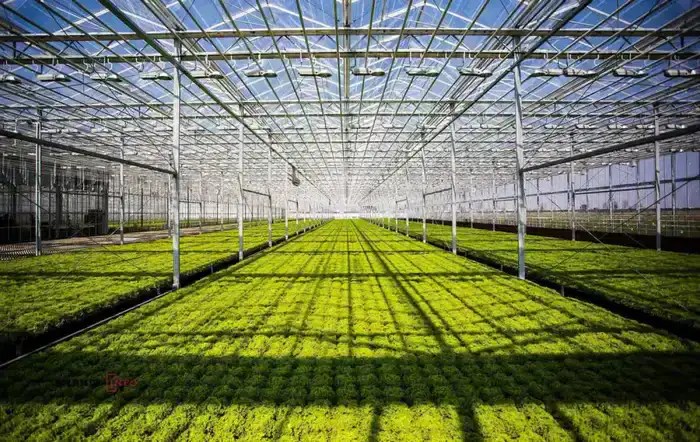 Создание 800 рабочих мест в новом тепличном комплексе Туркестанской области