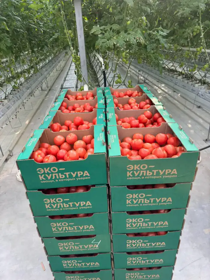 Выход первого урожая томатов из тепличного комплекса «ЭКОКУЛЬТУРА ЕВРАЗИЯ»: шаг к продовольственной безопасности Казахстана