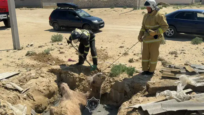 В 2025 году спасатели МЧС спасли более 400 животных по всей стране (4)