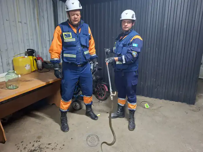 В 2025 году спасатели МЧС спасли более 400 животных по всей стране (7)