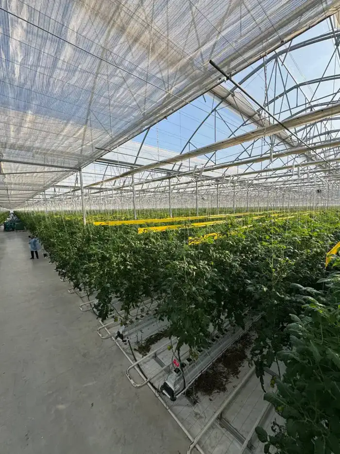 ПЕРВЫЕ ТОМАТЫ КРУПНЕЙШЕГО В КАЗАХСТАНЕ ТЕПЛИЧНОГО КОМПЛЕКСА «ЭКОКУЛЬТУРА ЕВРАЗИЯ» В ТУРКЕСТАНСКОЙ ОБЛАСТИ ВЫШЛИ НА РЫНОК (3)