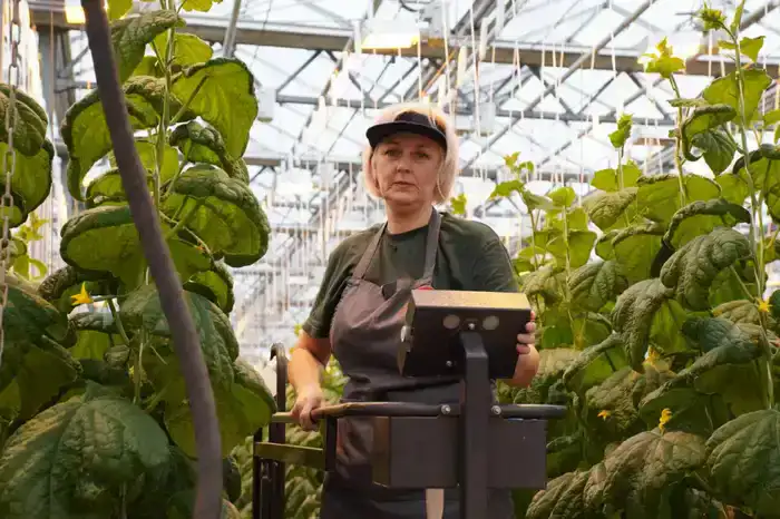 Делегация ВКО ознакомилась с работой крупнейшей теплицы в Барнауле (9)