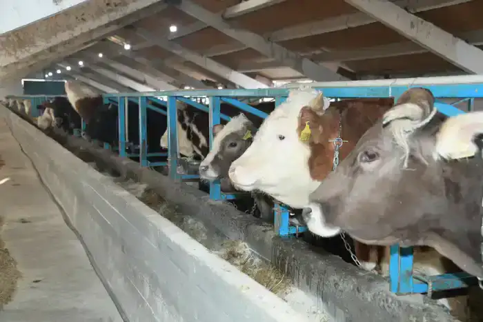 В области Жетісу более трех тысяч хозяйств занимаются животноводством (3)