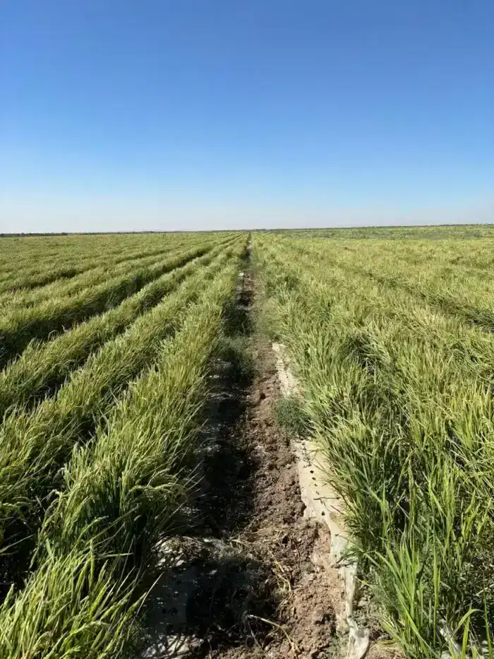 В ТУРКЕСТАНСКОЙ ОБЛАСТИ ВНЕДРЯЮТ НОВЫЕ ТЕХНОЛОГИИ ВЫРАЩИВАНИЯ РИСА ДЛЯ ЭКОНОМИИ ВОДЫ (3)