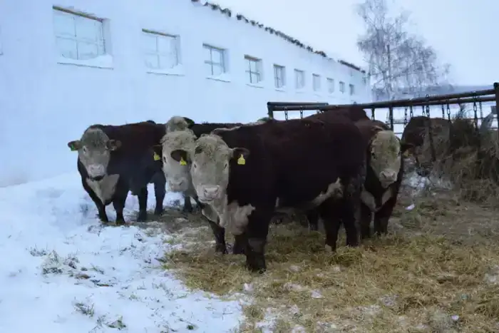В ТОО «Агро LAKE» из Сандыктауского района развивается животноводство (2)