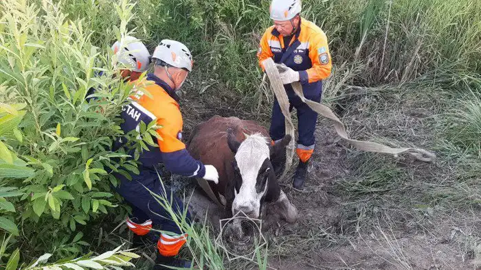 В 2025 году спасатели МЧС спасли более 400 животных по всей стране (9)