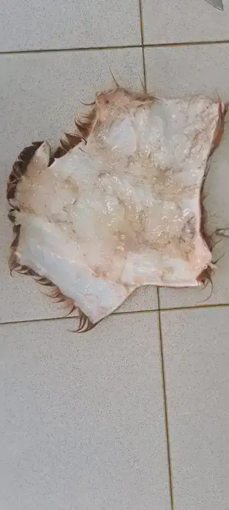 Ученые разрабатывают инновационную технологию сохранения шкур КРС (4)