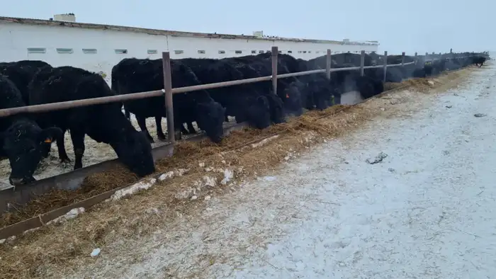 Племенное хозяйство ПЗ Балкашинский развивает казахскую белоголовую породу крупного рогатого скота