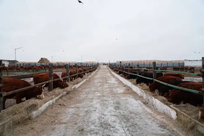 Завоз калмыцкого КРС в Акмолинскую область 4300 голов