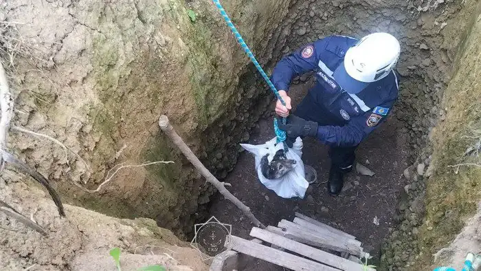 В 2025 году спасатели МЧС спасли более 400 животных по всей стране (3)