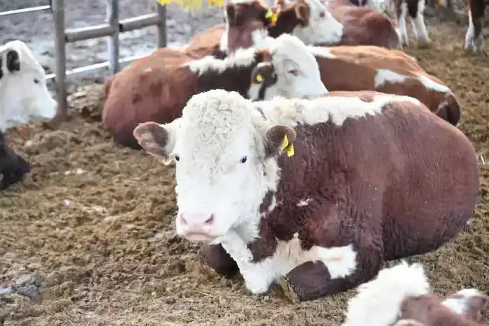 ТУРКЕСТАНСКАЯ ОБЛАСТЬ ЭКСПОРТИРОВАЛА ЗА РУБЕЖ БОЛЕЕ 60 ТЫСЯЧ ТОНН МЯСА, СТАВ ЛИДЕРОМ В РЕСПУБЛИКЕ (8)