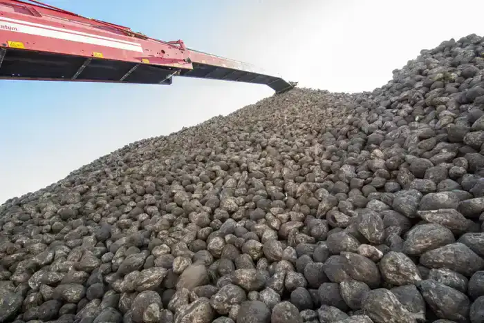 Все начинается с семян: в Жетісу используют раннеспелые сорта сахарной свеклы (3)