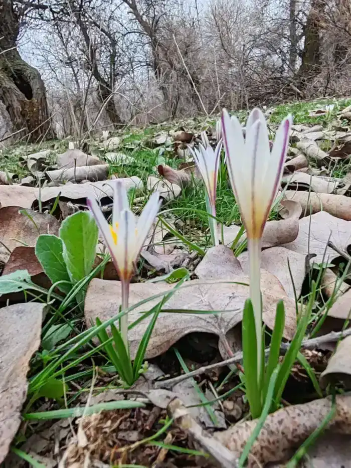 В ТУРКЕСТАНСКУЮ ОБЛАСТЬ ВЕРНУЛИСЬ ПТИЦЫ НАУРЫЗЕК И РАСЦВЕЛИ ПОДСНЕЖНИКИ (6)