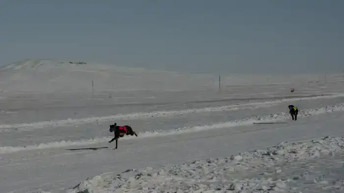 Традиции степи: самых быстрых тазы выбрали в Бухар-Жырауском районе (8)