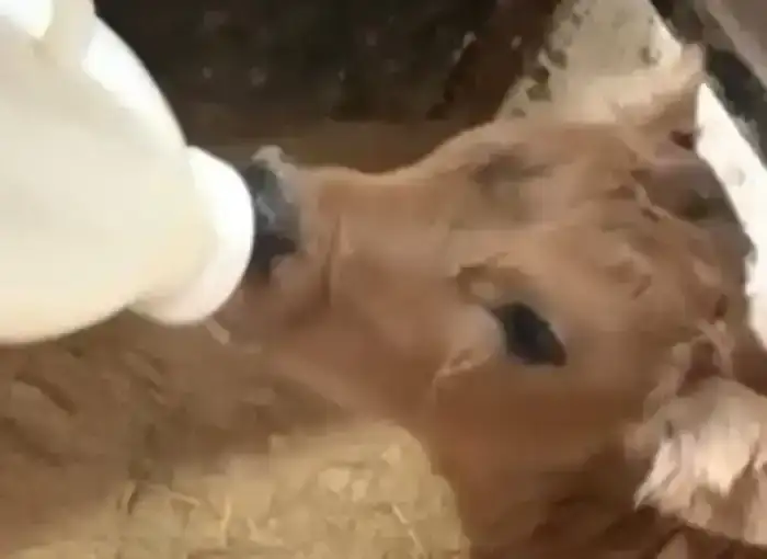 Как семейные традиции становятся основой успешного бизнеса: пример из Акмолинской области