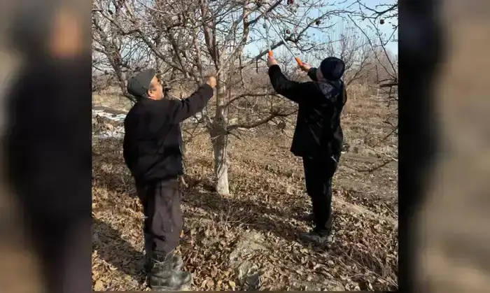 Человек труда: учитель математики развивает семейный сад в Жетісу (2)