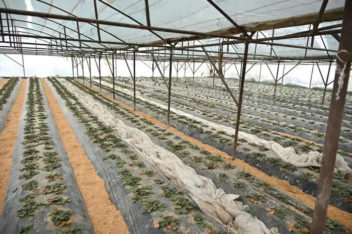 Жетысай: Эффективное использование приусадебных участков