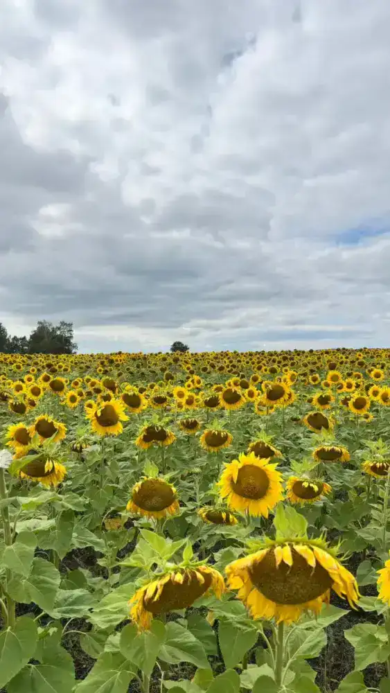 Строительство завода по подработке семян масличных и крупяных культур в Восточно-Казахстанской области
