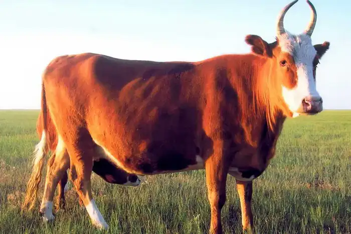 Завоз крупного рогатого скота калмыцкой породы в Акмолинскую область для мясного кластера