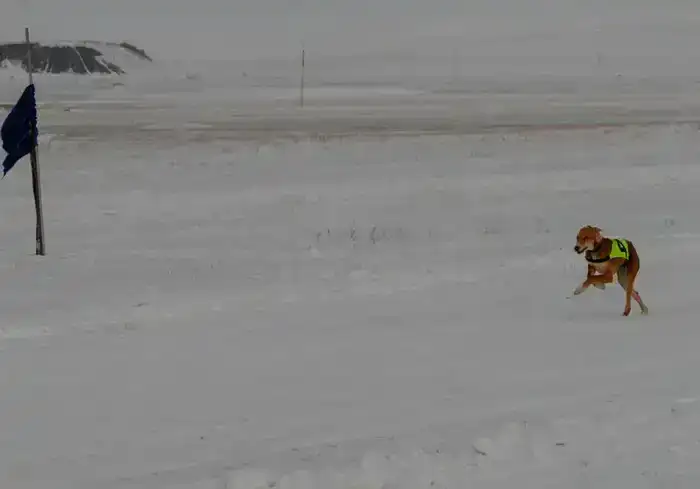 Традиции степи: самых быстрых тазы выбрали в Бухар-Жырауском районе (2)