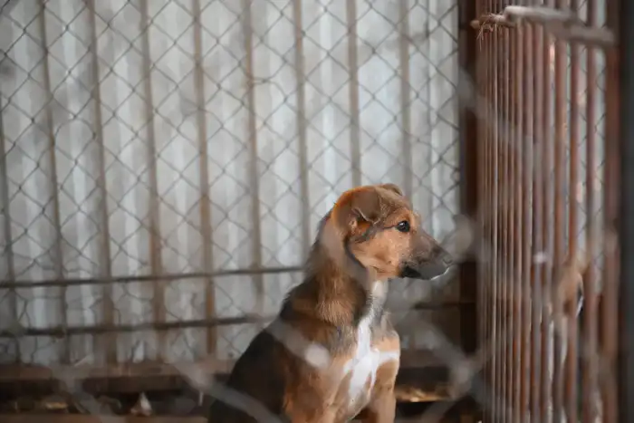 Международный опыт в решении проблемы бродячих животных: Жетісу на пути к эффективным мерам