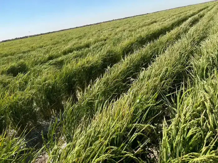 Новые технологии для риса в Туркестанской области