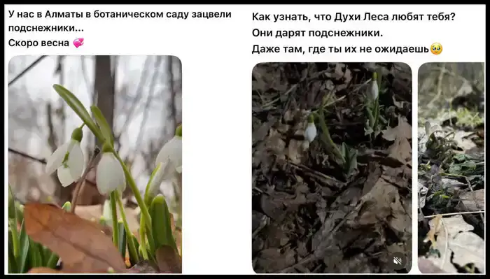 Подснежники в Алматы