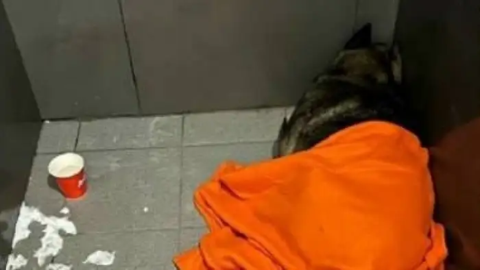 Собака Додобоня, плед и увольнение курьера: буря в соцсетях вокруг решения Додо Пиццы