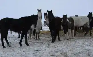 ТОО «Агро LAKE» из Сандыктауского района планирует увеличить поголовье крупного рогатого скота до 650 голов к 2028 году