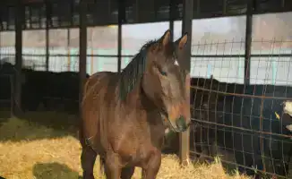 Государственная поддержка способствует развитию животноводства в области Жетісу