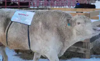 Генетика животных: от коров до суперпродуктов!