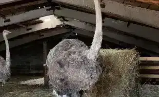 Семейная поддержка как фактор развития сельского предпринимательства: пример страусоводства в Восточно-Казахстанской области