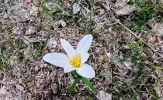 В Туркестанской области наблюдается возвращение птиц наурызек и цветение подснежников, heralding приход весны.