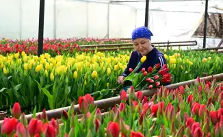 Семья из Жетісу вырастила 60 тысяч тюльпанов к Международному женскому дню, символизируя надежду и веру в лучшее