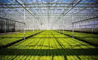 Создание 800 рабочих мест в новом тепличном комплексе Туркестанской области