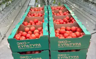 Выход первого урожая томатов из тепличного комплекса «ЭКОКУЛЬТУРА ЕВРАЗИЯ»: шаг к продовольственной безопасности Казахстана